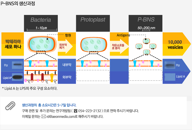 P-BNS의 생산과정 & 구매관련 문의안내